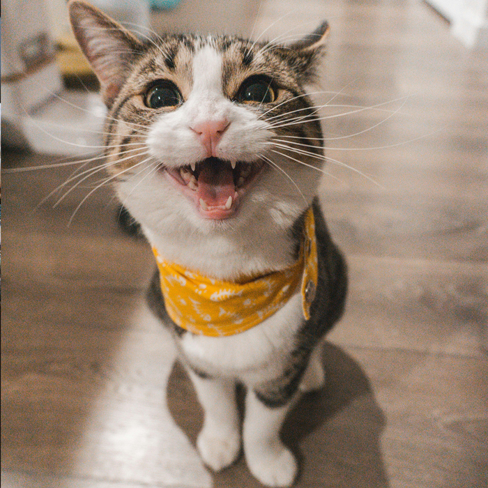 Adopt Cat
