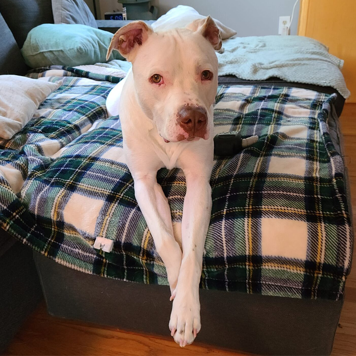 Adopt Dog